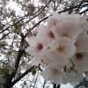 咲いた～咲いた～チューリップの花が♪古賀市に本格的な春到来。